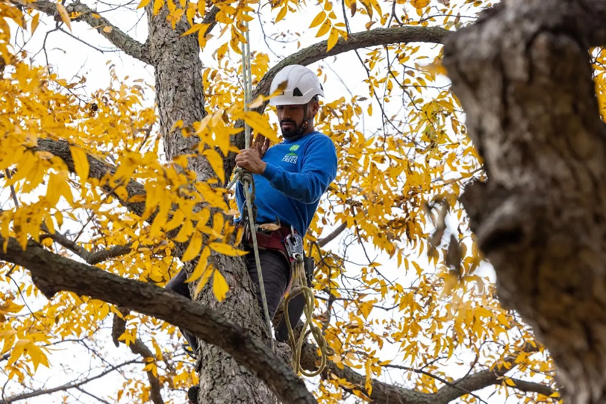 Skilled Storm Damage Cleanup crew working in Monticello