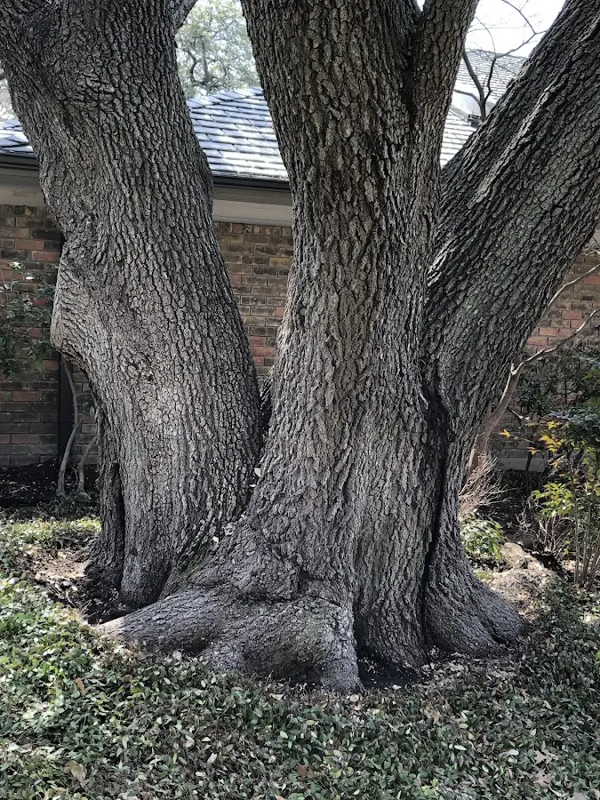 Mature heritage tree close to a Monticello property cared for by certified arborists